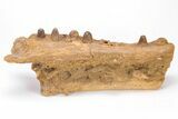 Cretaceous Crocodile Jaw with Composite Teeth - Morocco #61487-3